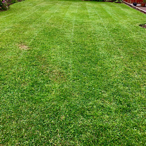 Cath’s lawn back lawn short cut mowing – Gardencare2000”